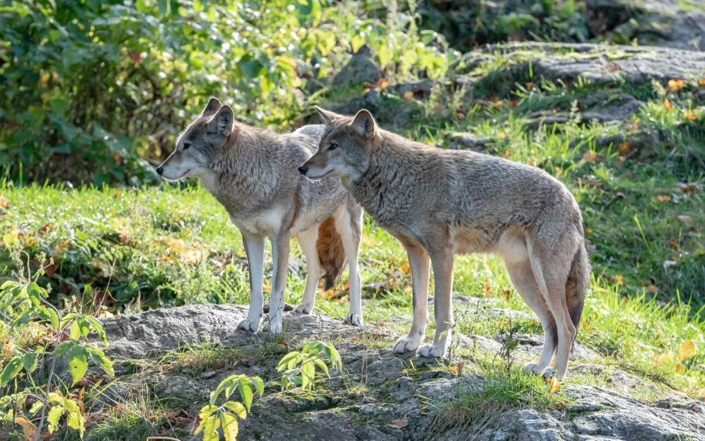 Que faire à Luchon ? Les parcs de loisirs